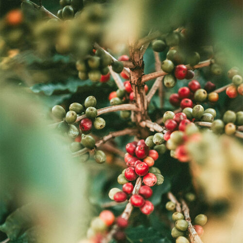 季洋咖啡 品牌形象