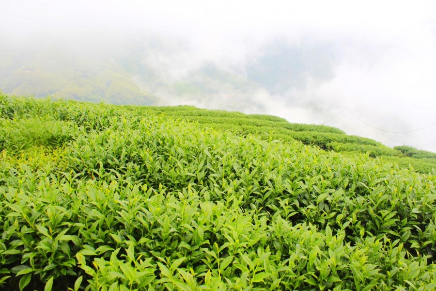 鮮嵐茶品牌總部