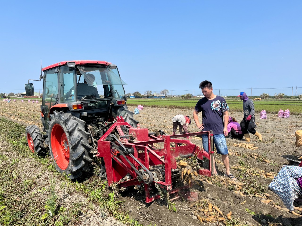 小8三色地瓜球  品牌圖片 #5