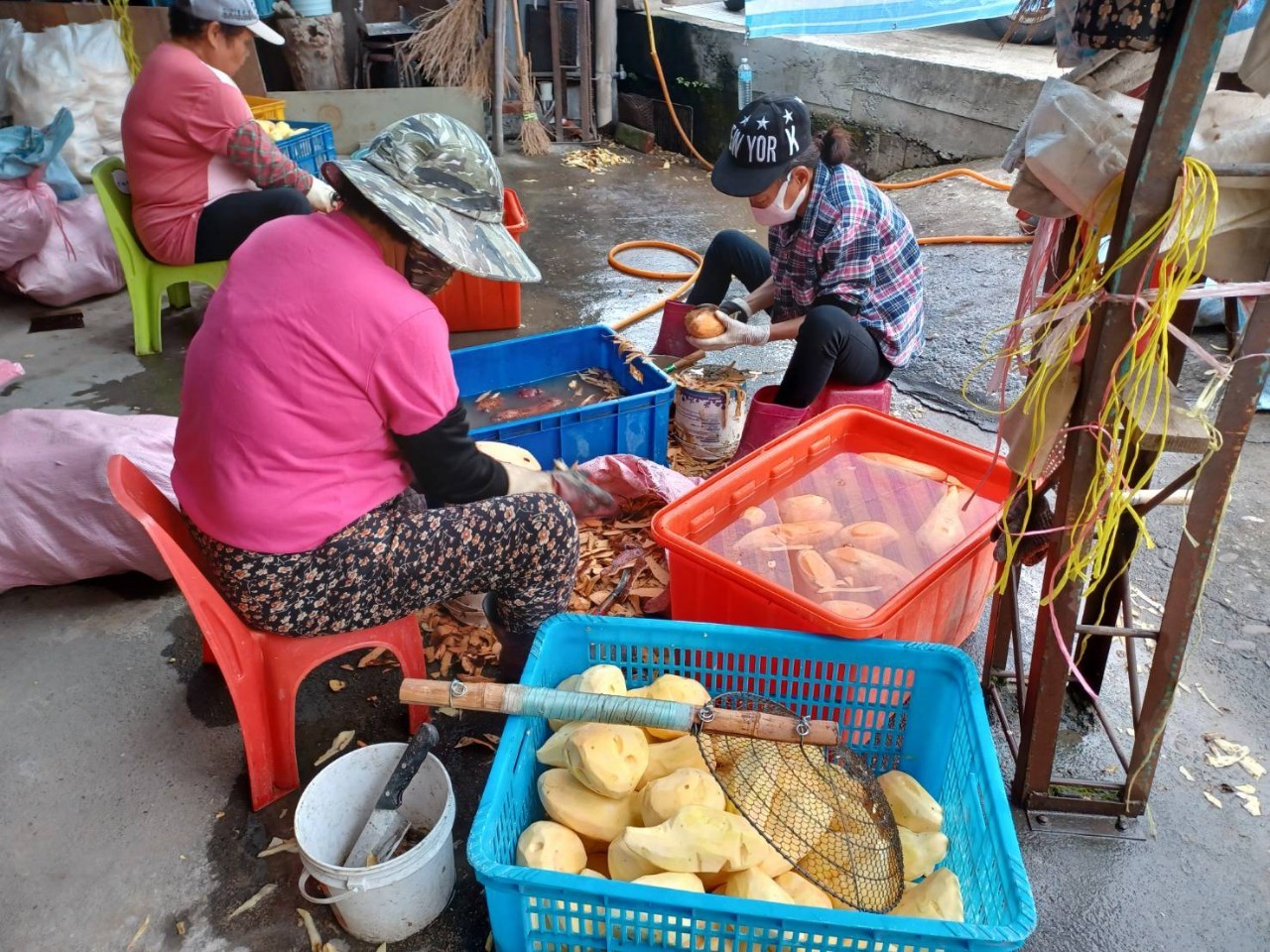 小8三色地瓜球  品牌圖片 #6