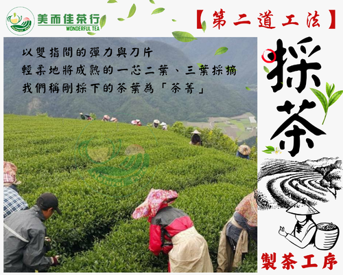 美而佳茶行 品牌形象