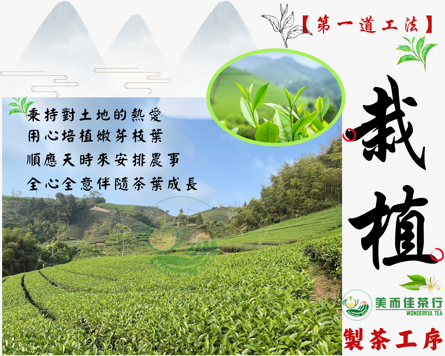 美而佳茶行  品牌圖片 #1