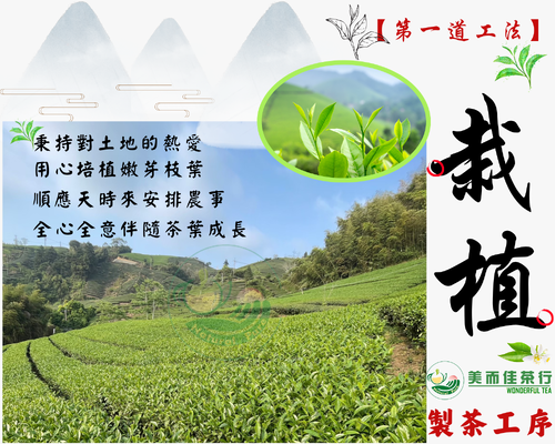 美而佳茶行 品牌形象